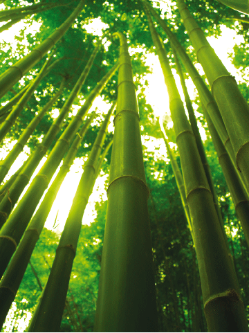 03_bambootree